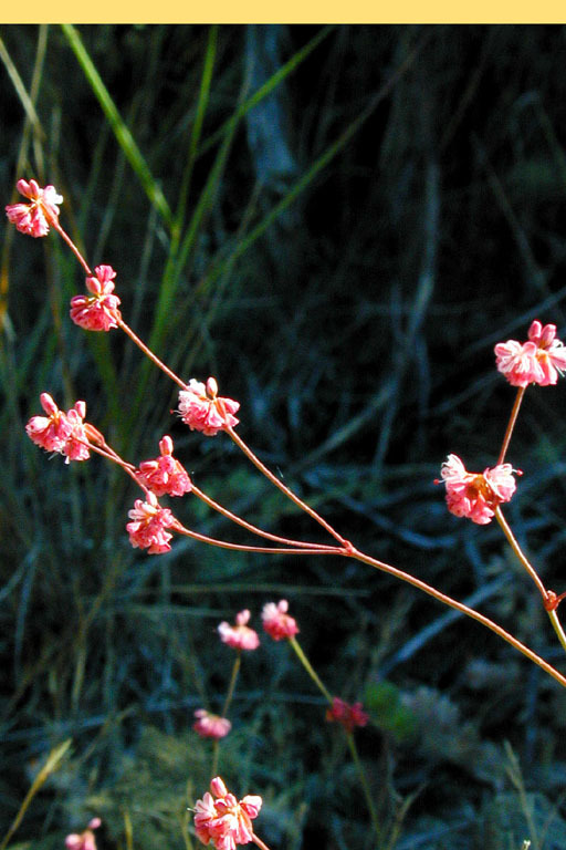 Image of Tiburon buckwheat