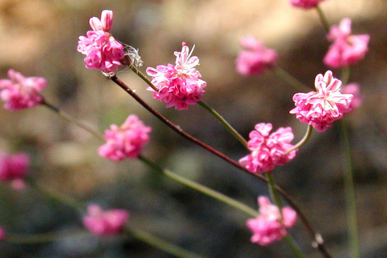 Image of Tiburon buckwheat