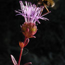 Image de Monardella purpurea Howell