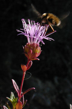 صورة Monardella purpurea Howell