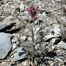 Image de Cordylanthus kingii subsp. helleri (Ferris) T. I. Chuang & L. R. Heckard