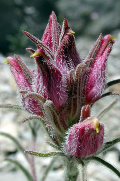 Image of Heller's bird's-beak