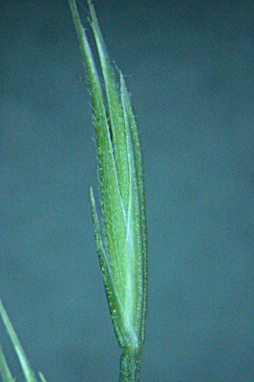 Image of <i>Festuca microstachys</i>