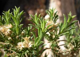 Image of dwarf goldenbush