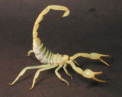 Image of Giant Sand Scorpion