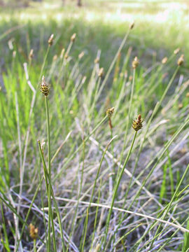 Carex capitata Sol. resmi