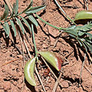 Imagem de Astragalus webberi A. Gray