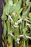 Image of Susanville beardtongue