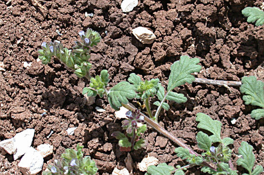 صورة Phacelia thermalis Greene