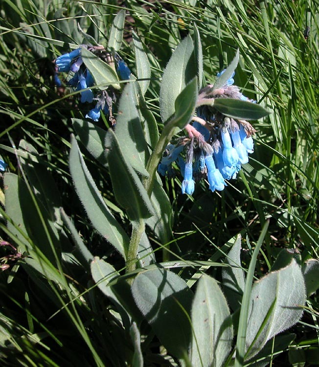 Image of oblongleaf bluebells