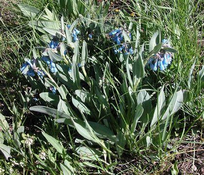 Image of oblongleaf bluebells