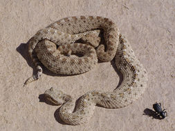 Image of Sidewinder Rattlesnake