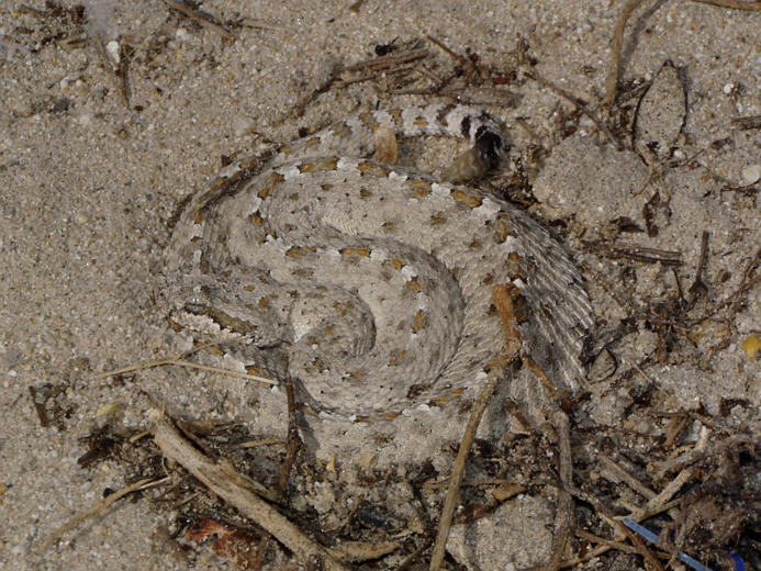 Image of Sidewinder Rattlesnake