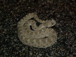 Image of Sidewinder Rattlesnake