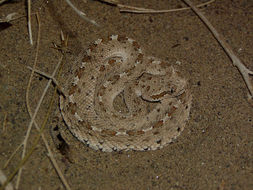 Image of Sidewinder Rattlesnake