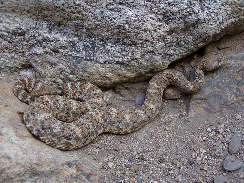 صورة Crotalus mitchellii (Cope 1861)