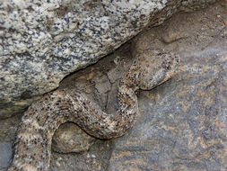 صورة Crotalus mitchellii (Cope 1861)