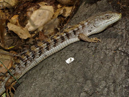 Image of Southern Alligator Lizard