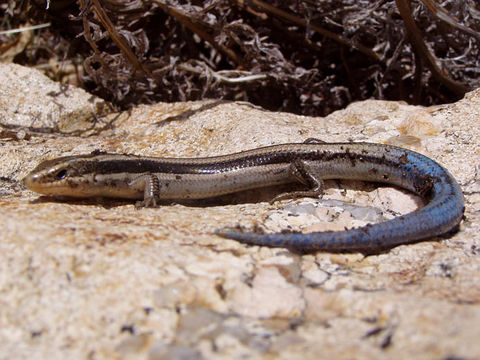 Image de Plestiodon skiltonianus Baird & Girard 1852