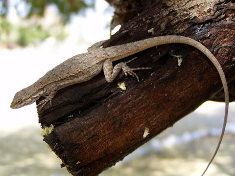 Image of Brush Lizard