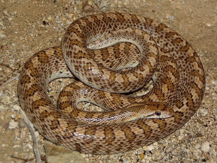 Image of Glossy Snake