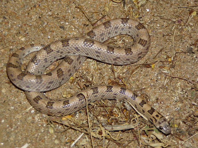 Image of Spotted Leafnose Snake