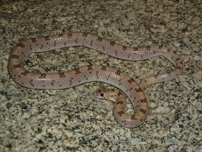 Image of Spotted Leafnose Snake