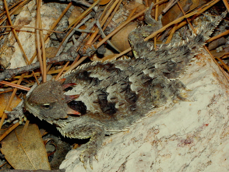 Image of San Diego Horned Lizard