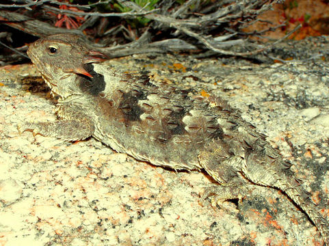 Image of San Diego Horned Lizard