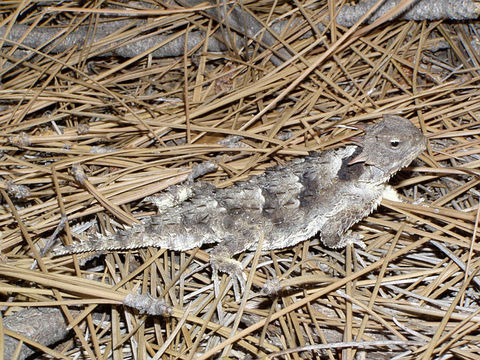 Image of San Diego Horned Lizard