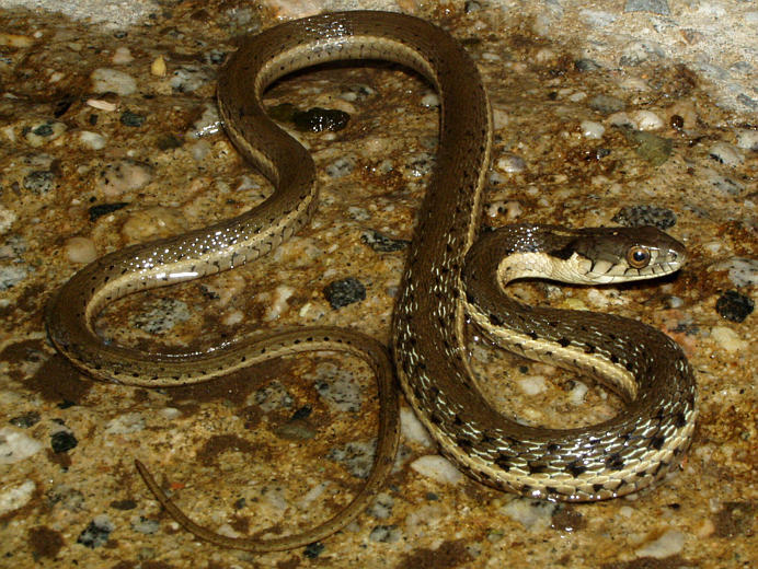 Image de Serpent-jarretiere À Deux Raies