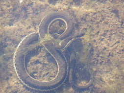 Image of Two-striped Garter Snake