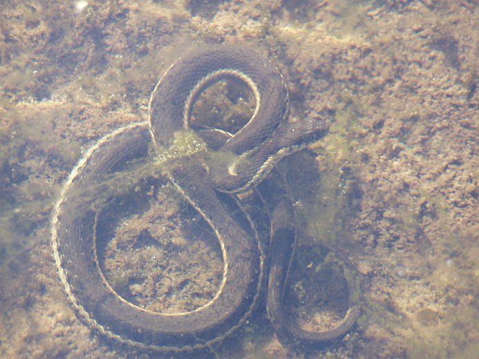 Image de Serpent-jarretiere À Deux Raies