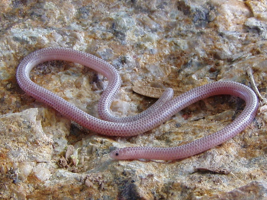 Image of Western Blind Snake