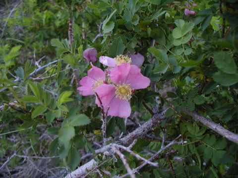 Sivun Rosa woodsii var. ultramontana (S. Wats.) Jeps. kuva