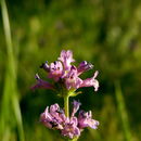 Image of pincushion beardtongue