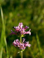 Image of pincushion beardtongue