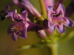 Image of pincushion beardtongue