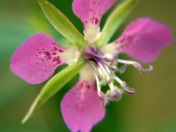 Image of diamond clarkia