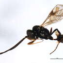 Image of Dimophora