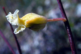 Слика од Streptanthus glandulosus subsp. secundus (Greene) Kruckeb.