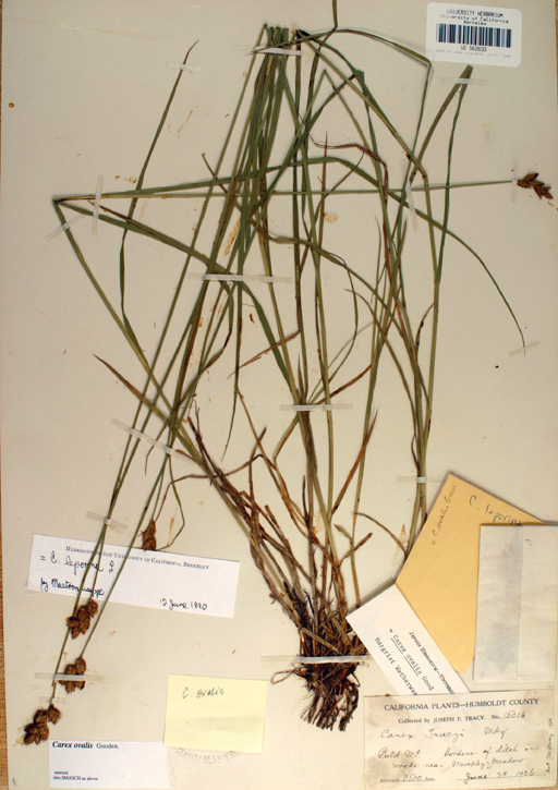 Image of Oval Sedge