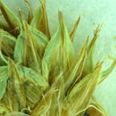 Image of Great Smoky Mountain sedge