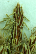 Image of <i>Carex saliniformis</i>