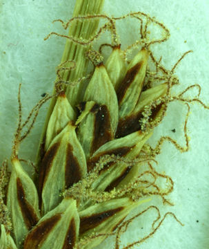 Image of <i>Carex saliniformis</i>