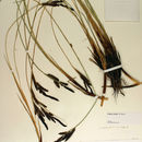 Image of Western Rough Sedge