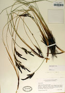 Image of Western Rough Sedge