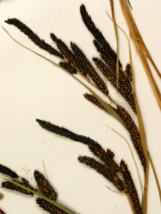 Image of Western Rough Sedge