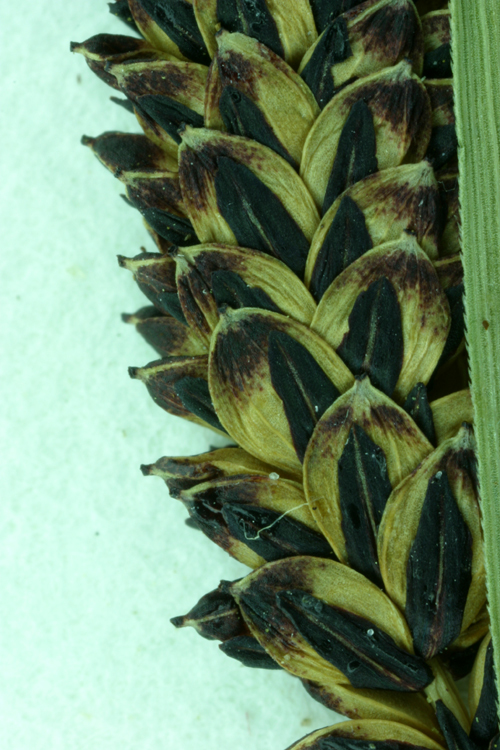 Image of Western Rough Sedge