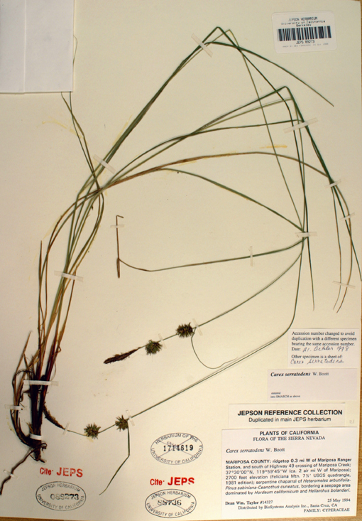 Image of Saw-Tooth Sedge
